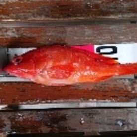 釣り魚料理 アカハタの煮付け レシピ 作り方 By 釣りシン 楽天レシピ 釣り魚料理 アカハタの煮付け レシピ 作り方 By 釣りシン 楽天レシピ